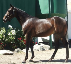 Lot 132 Full Disclosure