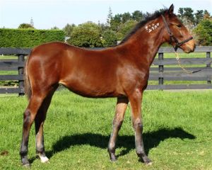 Lot 32 weanling sale at Karaka 2012