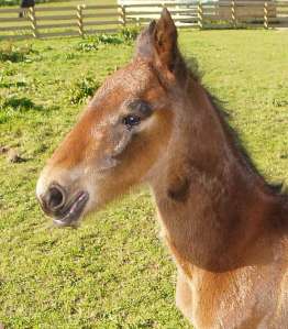 The Blue Lotus as a foal