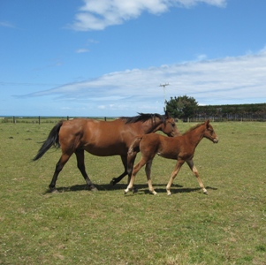 Justa Tiger filly from Highview Mystery