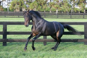 Attorney General sire