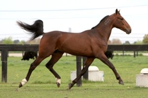 Ohoka Arizona Ohoka Arizona