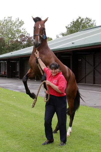 Destination Moon racehorse