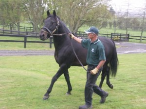 Bettor's Delight at Woodlands Stud NZ