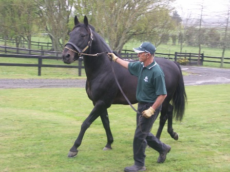 Bettor's Delight at Woodlands Stud NZ