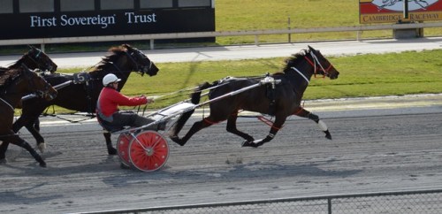 Driving The Dragon mare