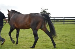 Majestic Son alabar 2013