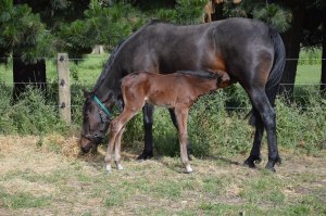 Lancome and foal 
