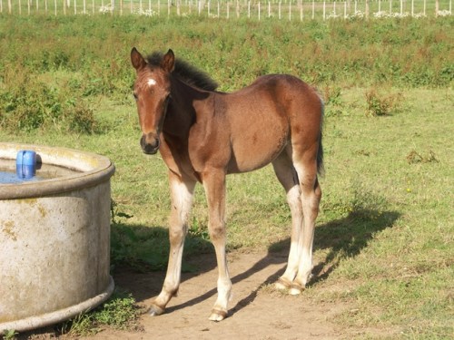 Tintin In America as a foal