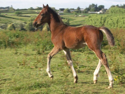 Tintin running December 2005