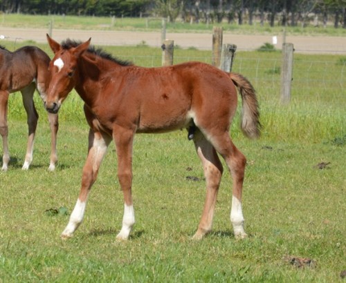 Tintin In America x Titled colt foal 2013 