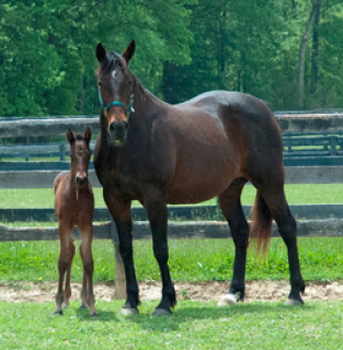 Lady Ashlee Ann with her recent Bettor's Delight foal. (Photo from Winbak Farm website)