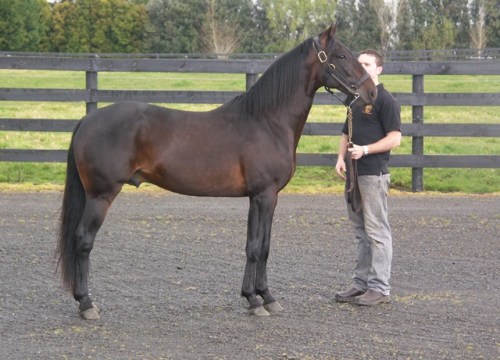 Santanna Blue Chip Alabar Parade NZ