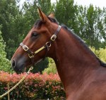 yearling colt by Pegasus Spur from Sun Isa