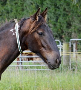 Tintin In America x A Legend
