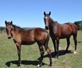 Gentle Audrey and filly foal