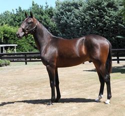 Lot 236 Christchurch by Kenneth J