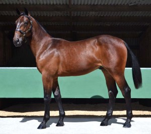 Lot 254 The Pres colt out of Armbro Invasion mare