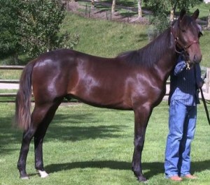 Six Diamonds yearling colt