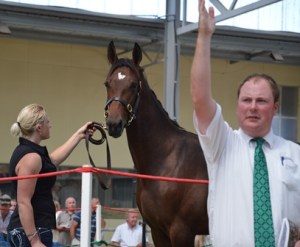 Lot 45 Christchurch, a Sundon colt with a good trotting pedigree and nice looking type goes for just $6000.