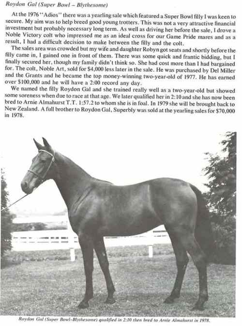 Roydon Gal in foal