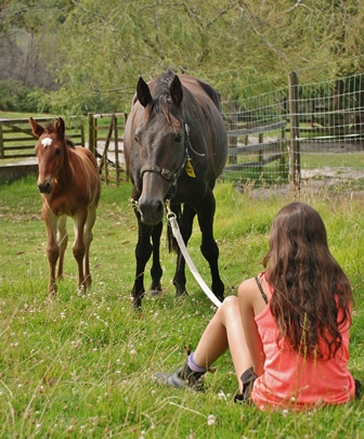 Shy Annie and Art Major foal