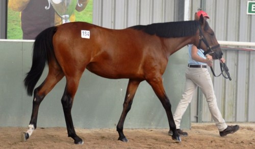 Lot 184 Art Official filly from Christian Cullen mare