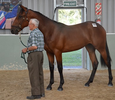 Lot 191 Art Official filly don't Pass I'm Fast