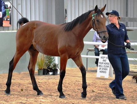 Lot 202 Panspacificflight colt from Falcon Seelster mare