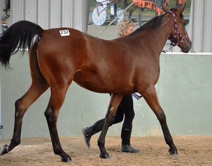 Lot 232 Panspacificflight filly from Safely Kept mare