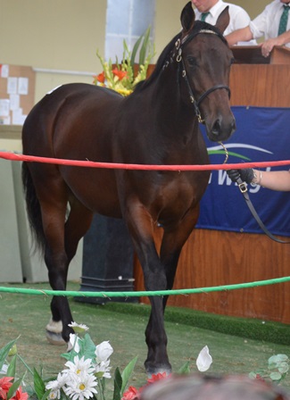 Lot 313 Goforjack Real Desire colt