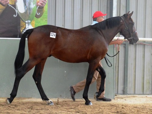 Lot 324 Art Official colt from a New York Motoring mare