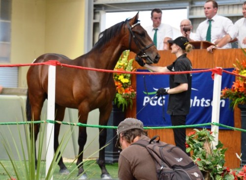 A Changeover yearling colt from Sly Shard
