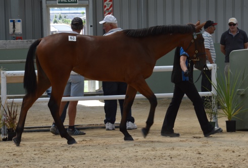 A Changeover yearling filly