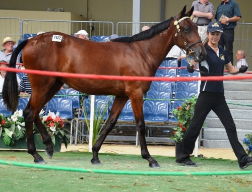 Lot 102 Christchurch, a lovely Shark Gesture filly from an In the Pocket mare, sold for $11,500
