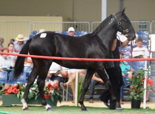 Santanna Blue Chip yearling colt