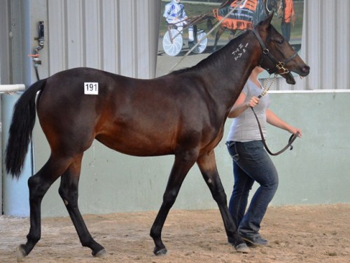 Shark Gesture yearling filly