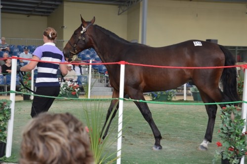 Lot 313 Goforjack Real Desire colt from the lovely broodmare Laurent Perrier, the dam of the great Lancome. He was bought for just $14,000.