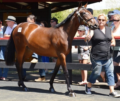 Santanna Blue Chip filly yearling