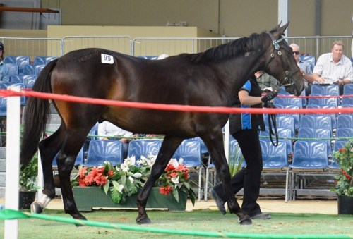 Shark Gesture yearling colt