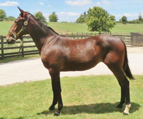 Amazon Lily by Bettor's Delight, the first foal from The Blue Lotus