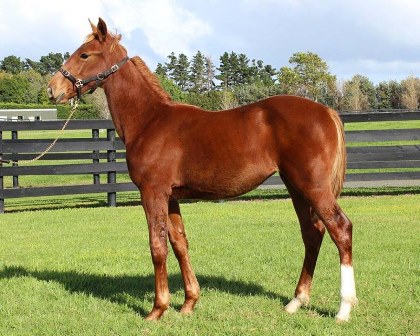 Lot 44 - Shadow Play x  Splish Splash Filly