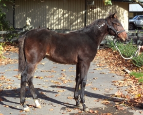 Tintin In America colt from Arma Class