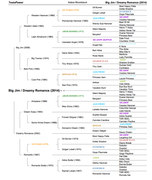 Big Jim x Dreamy Romance