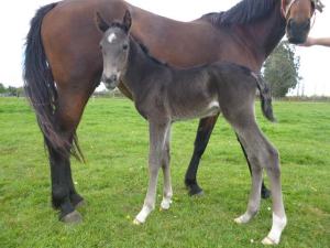 Light of the South with Ohoka Arizona colt