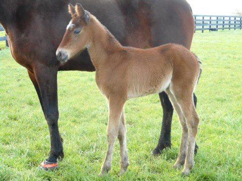 Toggle's first foal