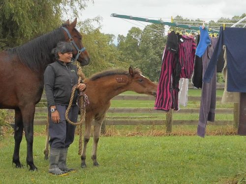 Filly foal from Toggle