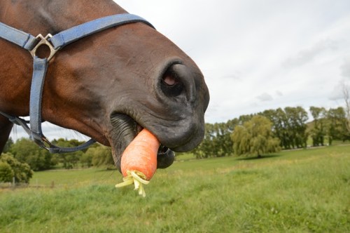 Lottie loves carrots