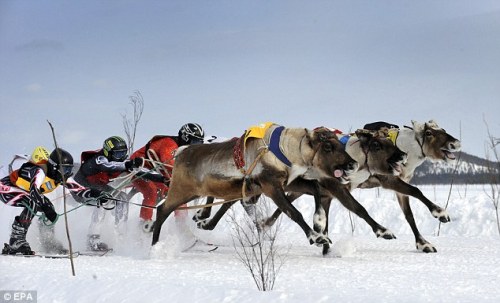 Reindeer racing