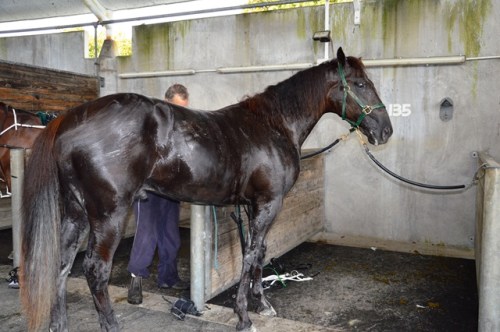 Sweaty and heading for his hose down.